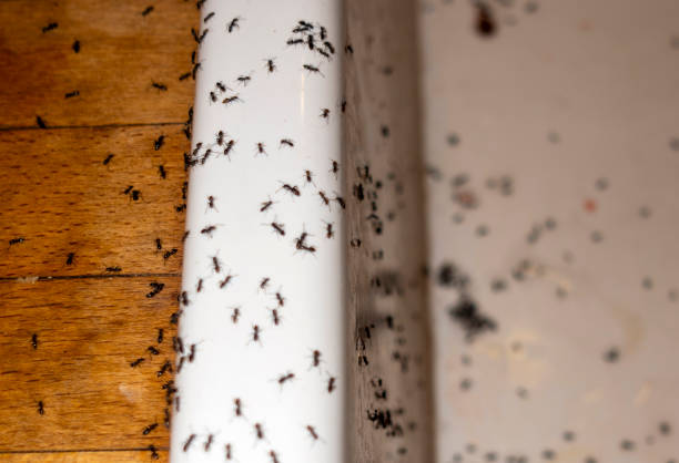 Best Termite Control Services  in Bethlehem, NC